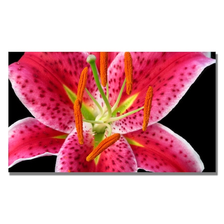 Kathie McCurdy 'Stargazer Lily' Canvas Art,18x32